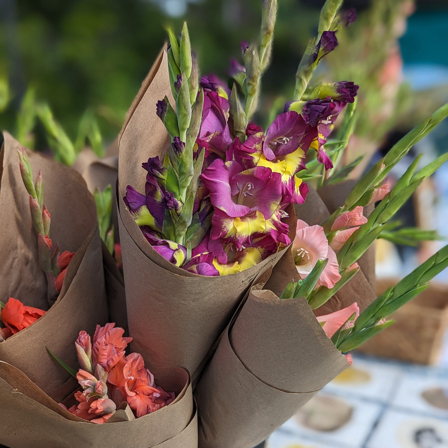 Small Market Wrap - Gladiolus