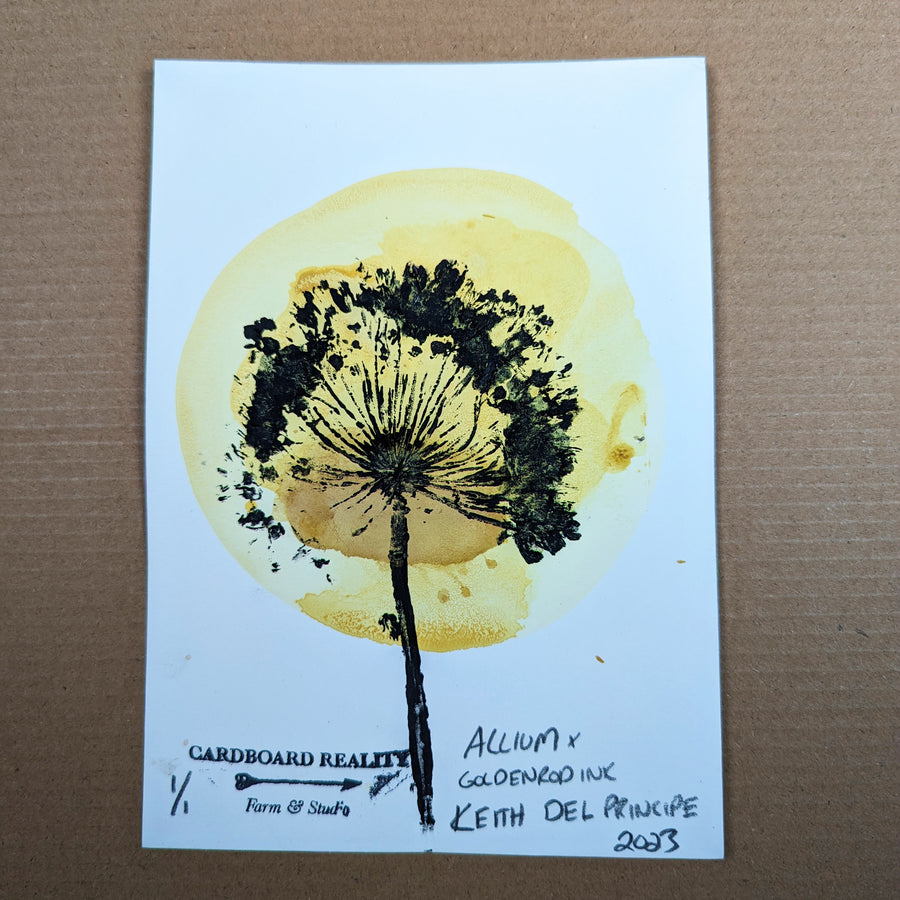 Botanical Print - Allium x Goldenrod Ink 7