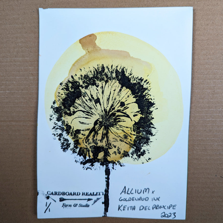 Botanical Print - Allium x Goldenrod Ink 8