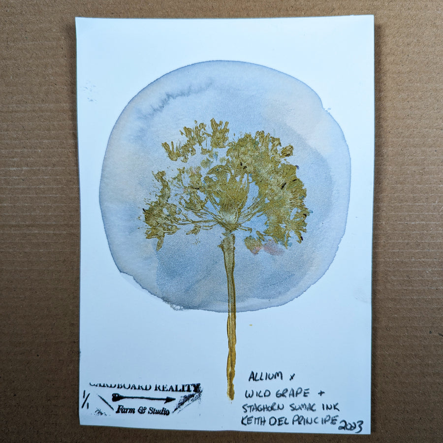 Botanical Print - Allium x Wild Grape + Staghorn Sumac Ink