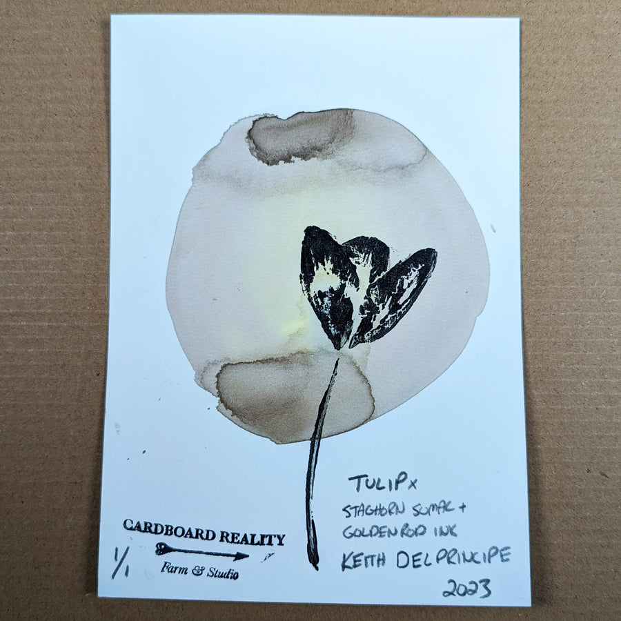 Botanical Print - Tulip x Staghorn Sumac + Goldenrod Ink 2