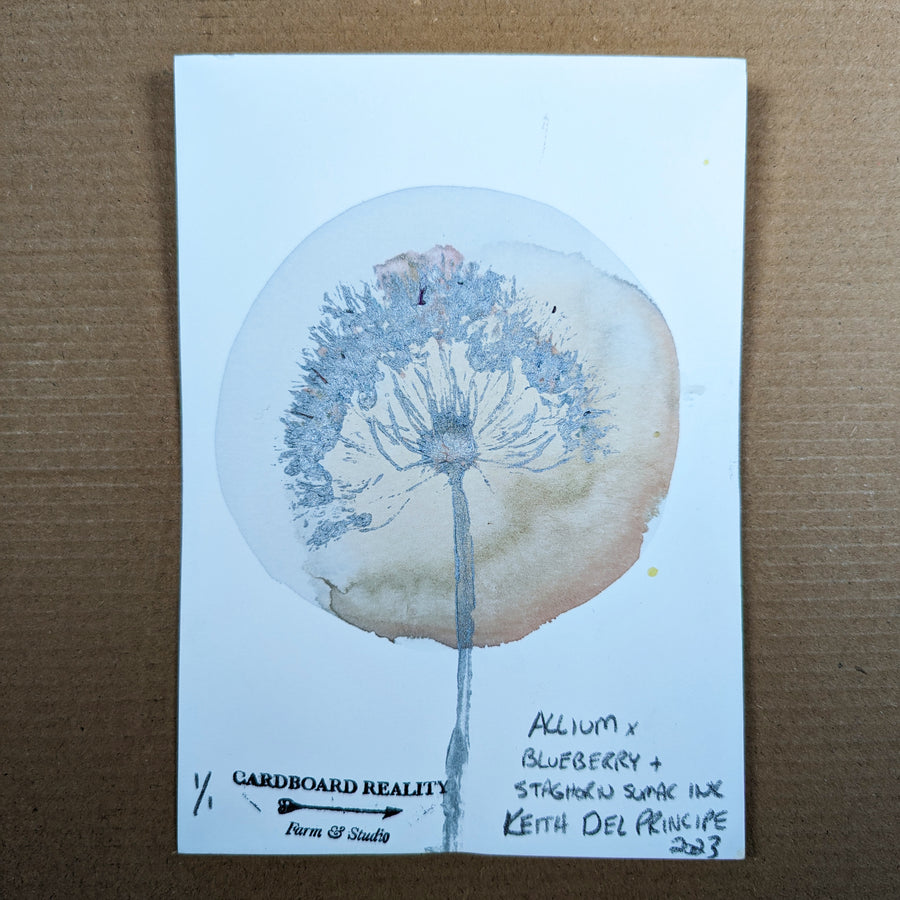 Botanical Print - Allium x Blueberry + Staghorn Sumac Ink