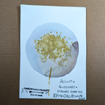Botanical Print - Allium x Blueberry + Staghorn Sumac Ink 2