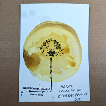 Botanical Print - Allium x Goldenrod Ink